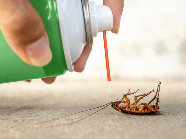 best pest control in dubai