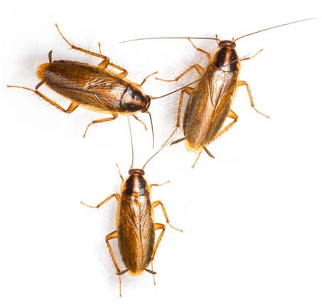 Best cockroach control services in dubai | Cockroach control