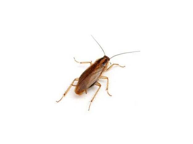 cockroach pest control services in dubai