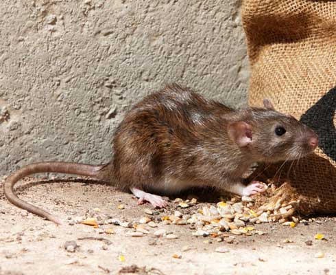 pest control services in dubai