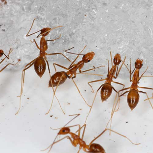 ants control in Dubai best pest control company in dubai
